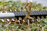 樹籬修剪機的刀片正在剪斷綠葉間的粗樹枝。