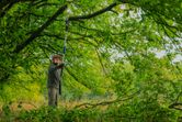 A person wearing safety equipment uses a cordless pole saw to trim a tree branch.