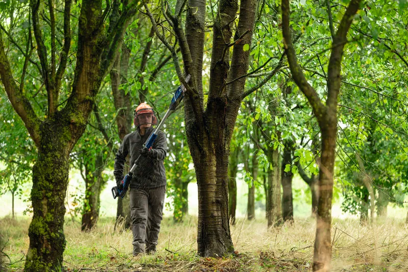 A person wearing safety equipment trims tree branches with a cordless pole saw.