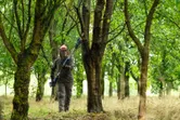 A person wearing safety equipment trims tree branches with a cordless pole saw.